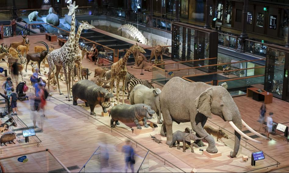 Zuchwała kradzież złota z Muzeum Historii Naturalnej w Paryżu. Złodziejka próbowała pozbyć się prawie kilograma kruszcu