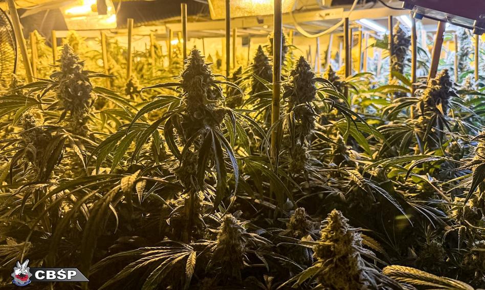 Pół tysiąca krzewów i 55 kg marihuany. Policja przejęła towar wart miliony