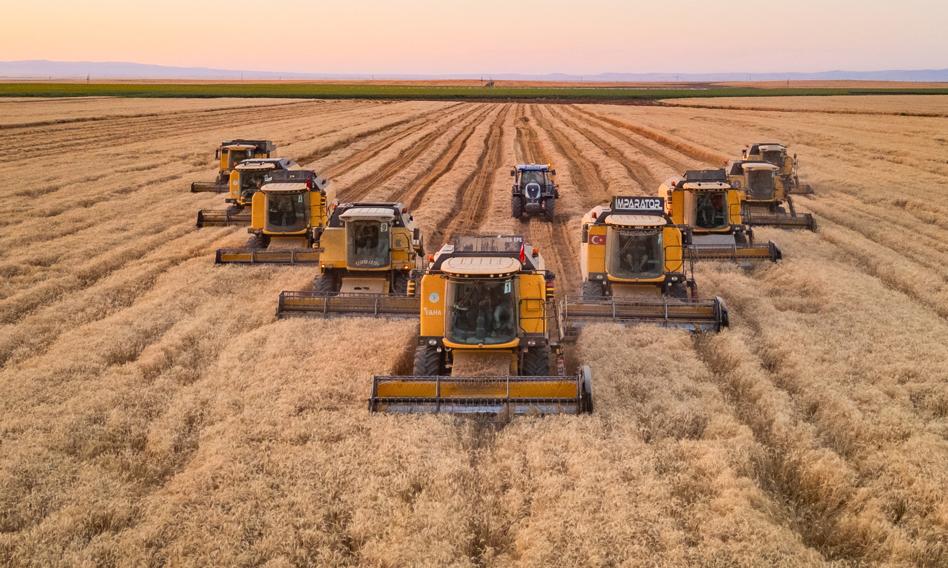 FAO podnosi prognozy produkcji zbóż w 2025 roku o 10,1 mln ton