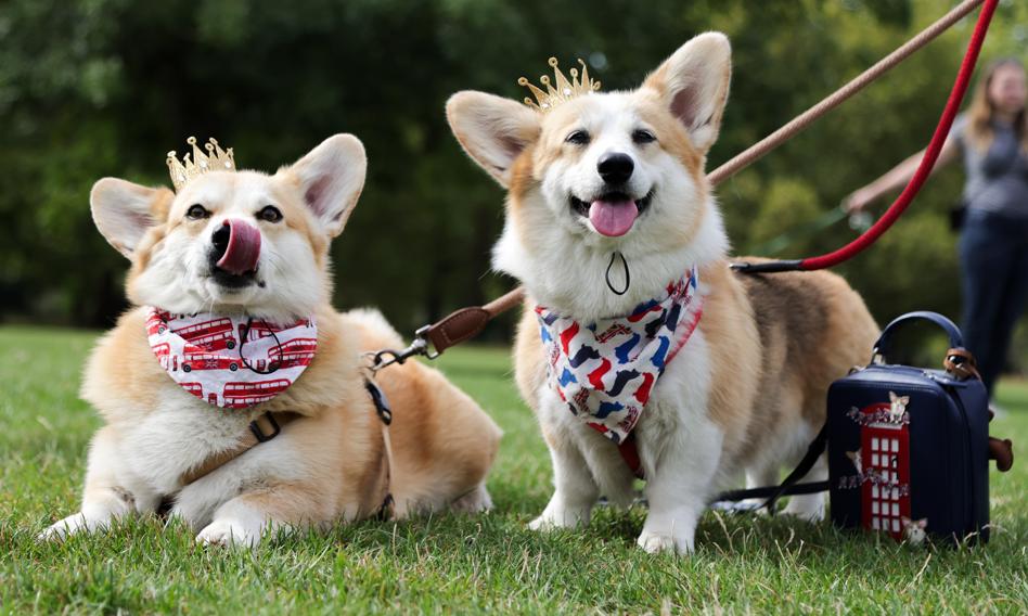 Skolonowany pies za 370 tys. zł? Tak, bo chodzi o corgi królowej Elżbierty II