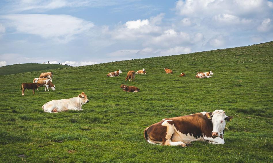 Dania walczy o klimat i wyda 74 mln dolarów na suplement, za pomocą którego krowy będą wydzielać mniej metanu
