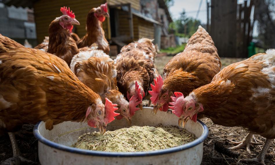 Gromadzka: Jest dużo do zrobienia. Polski produkt jest na pierwszym miejscu