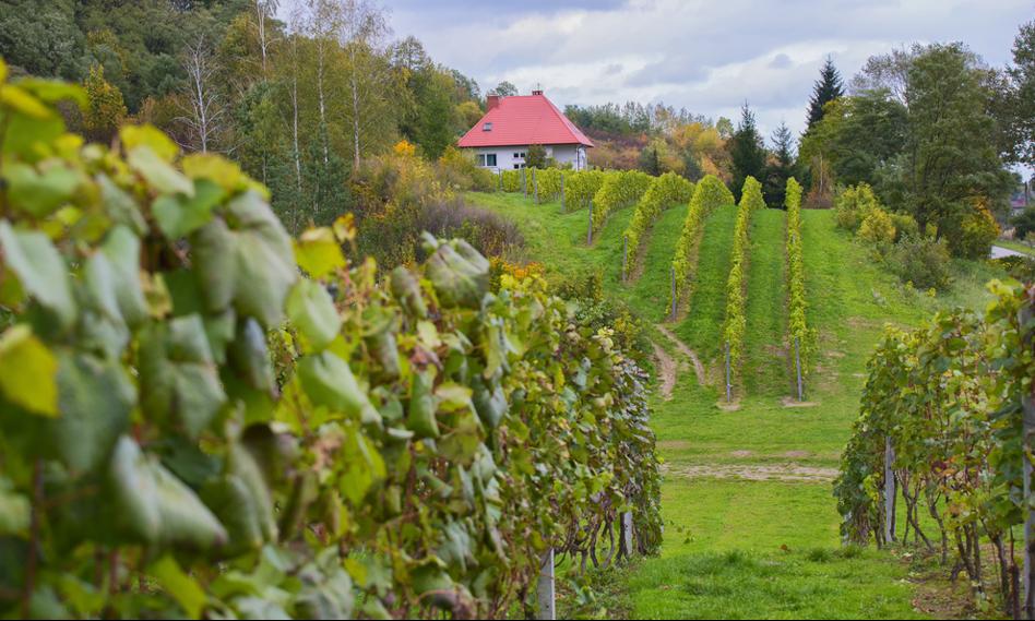 Zbiory winogron najmniejsze od 15 lat