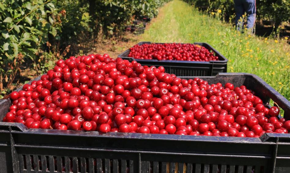 "To chore tak się przebijać". UOKiK nakłada 1,6 mln zł kary za zmowę cenową