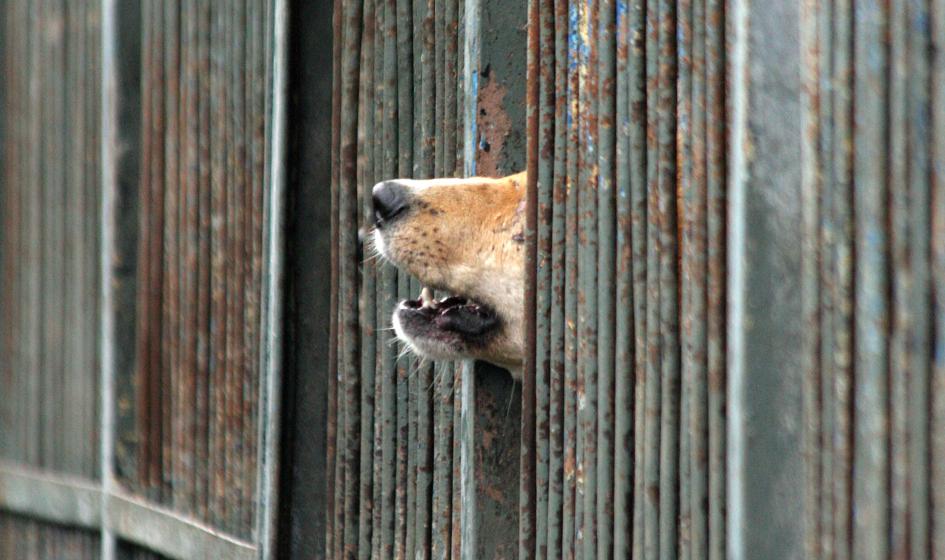 Hodowcy zwierząt na futra muszą wygasić działalność. Sejm za poprawkami Senatu