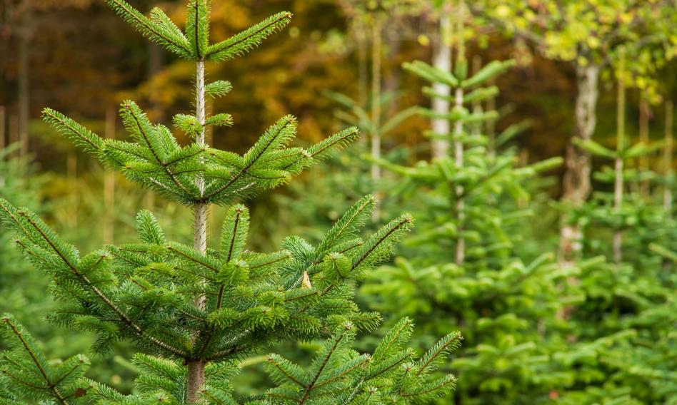 Najtańszą choinkę kupimy w Lasach Państwowych? Ceny już od 30 zł