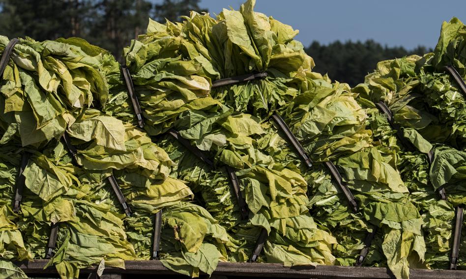 Polscy plantatorzy tytoniu ostrzegają: Regulacje WHO i UE grożą likwidacją sektora