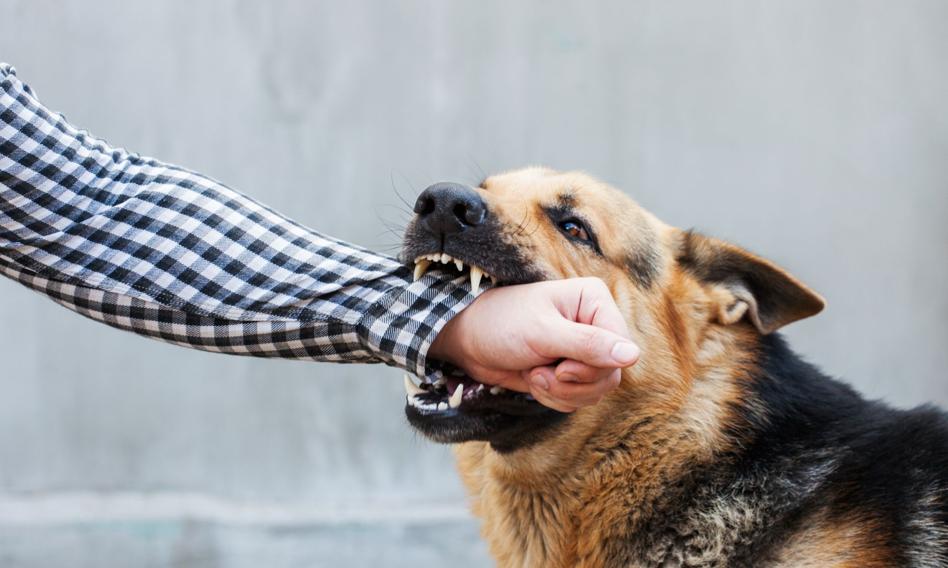 Obowiązkowe OC dla psów z ras agresywnych? MSWiA odpowiada