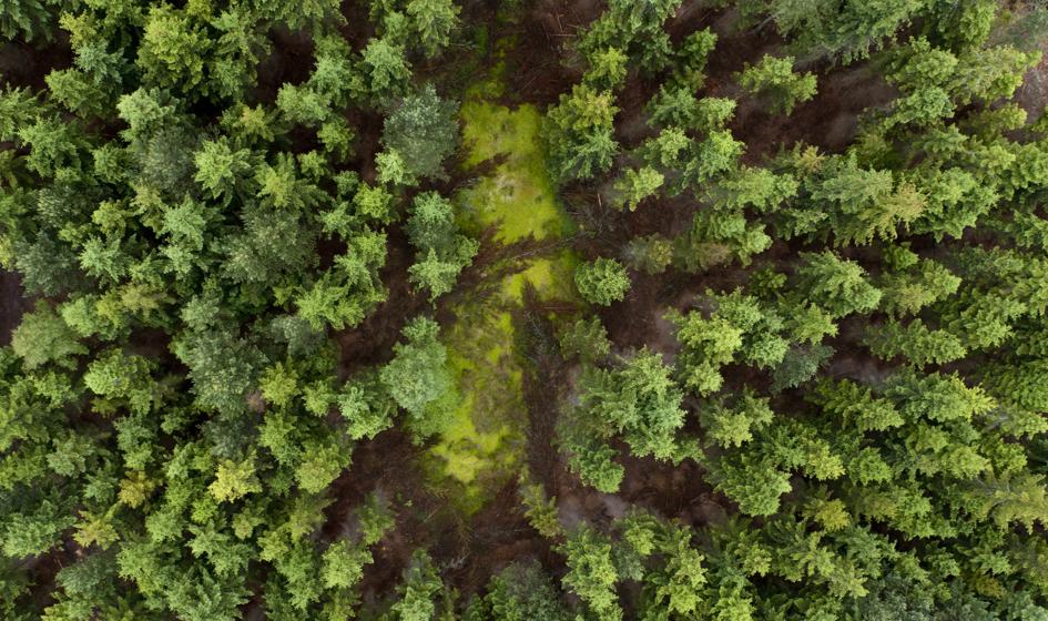Dwóch norweskich turystów znalazło w lesie 2 mln koron