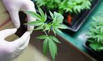 Zespół ds. legalizacji marihuany zbierze się 7 stycznia