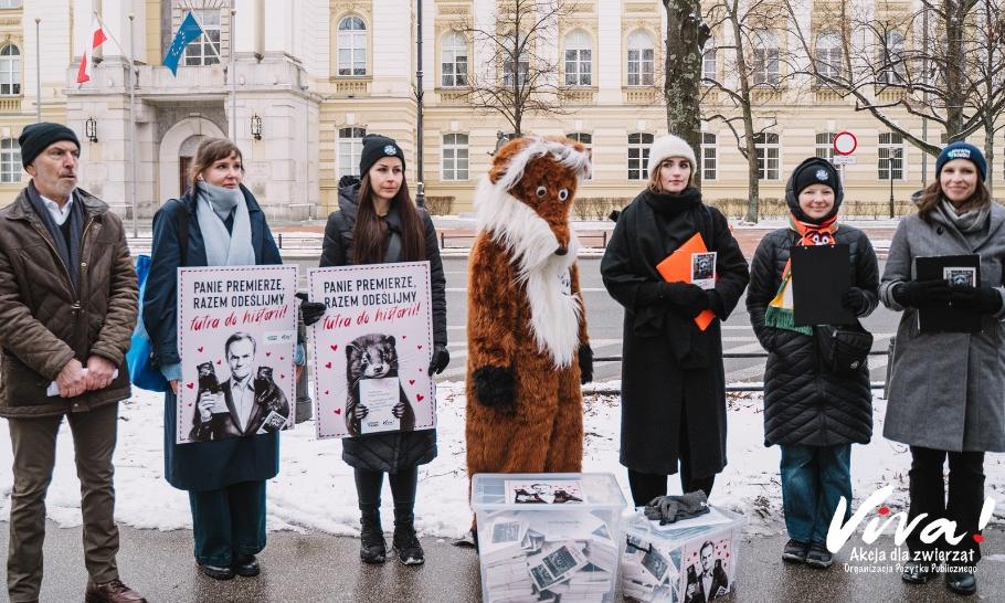 Chcą zakazu hodowli zwierząt na futra. Aktywiści przyszli do Kancelarii Premiera