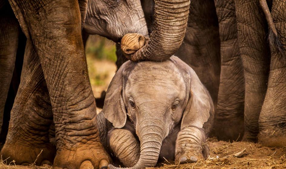 Botswana wzbogaciła się o 2,7 mln dol. z tytułu polowań na słonie w 2021 roku