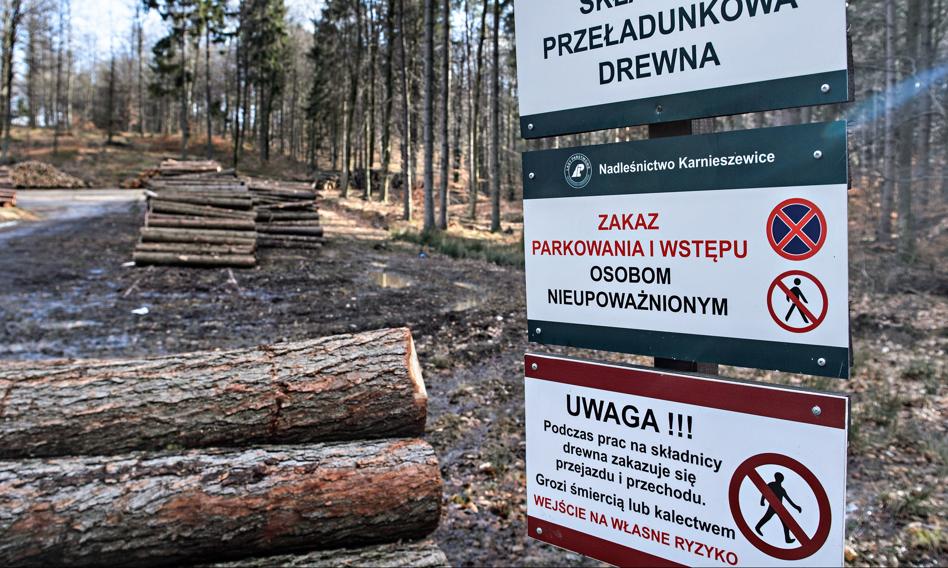 Wielka wycinka w Polsce trwa. "Dziennie wyjeżdża 6 tys. ciężarówek drewna"