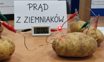 Ziemniaki z Niemiec niszczą polski rynek. Ministerstwo Rolnictwa: Zróbmy z nich prąd