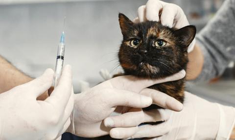 Antyszczepionkowcy wśród właścicieli zwierząt. W USA nie chcą szczepić nawet na wściekliznę