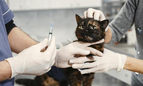 Dlaczego u weterynarza jest tak drogo? "Wzrost kosztów, inflacja i presja sieciówek"