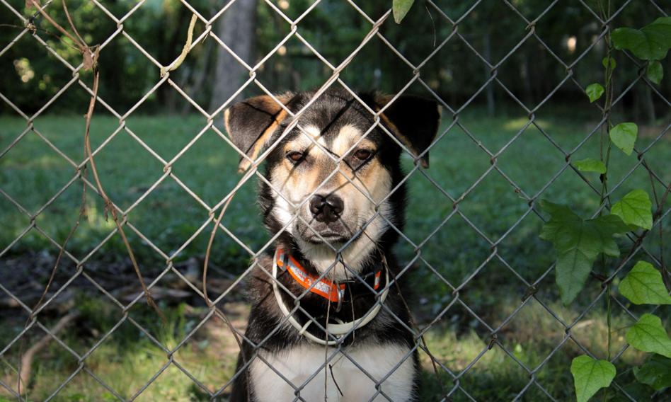 Koniec z łańcuchami na podwórkach? Prezydencki projekt trafił do Sejmu