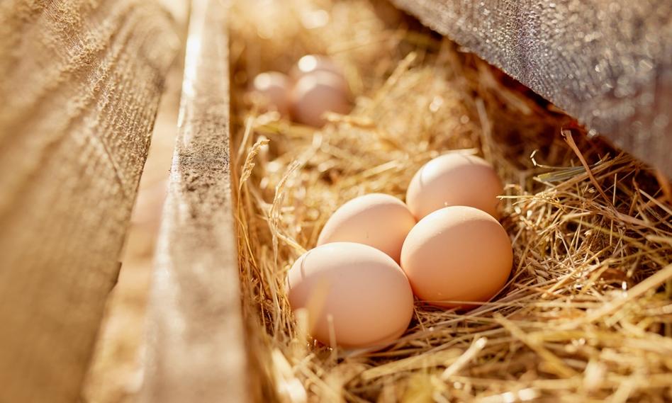 Opłacalność produkcji jaj i drobiu bije rekordy