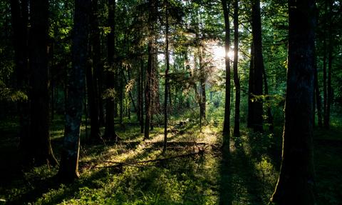 Lasy Państwowe proponują wyłączenie z użytkowania ponad 564 tys. ha lasów