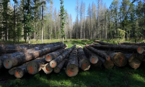 Ekolodzy będą mogli zaskarżać plany lasów. Rząd obiecuje PUL-e
