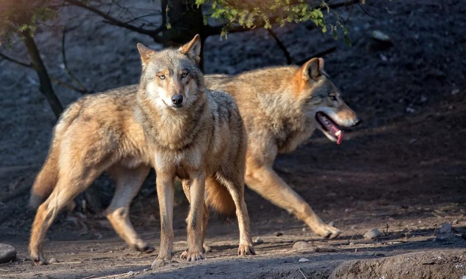 Rolnicy dostali fladry do ochrony stad przed wilkami