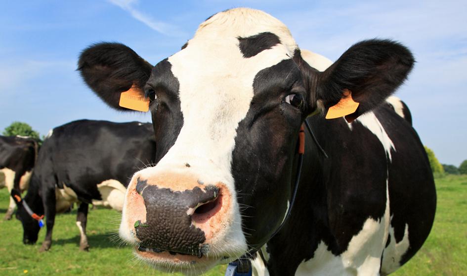 Nadprodukcja mleka w USA, rolnicy wyrzucają nadwyżki