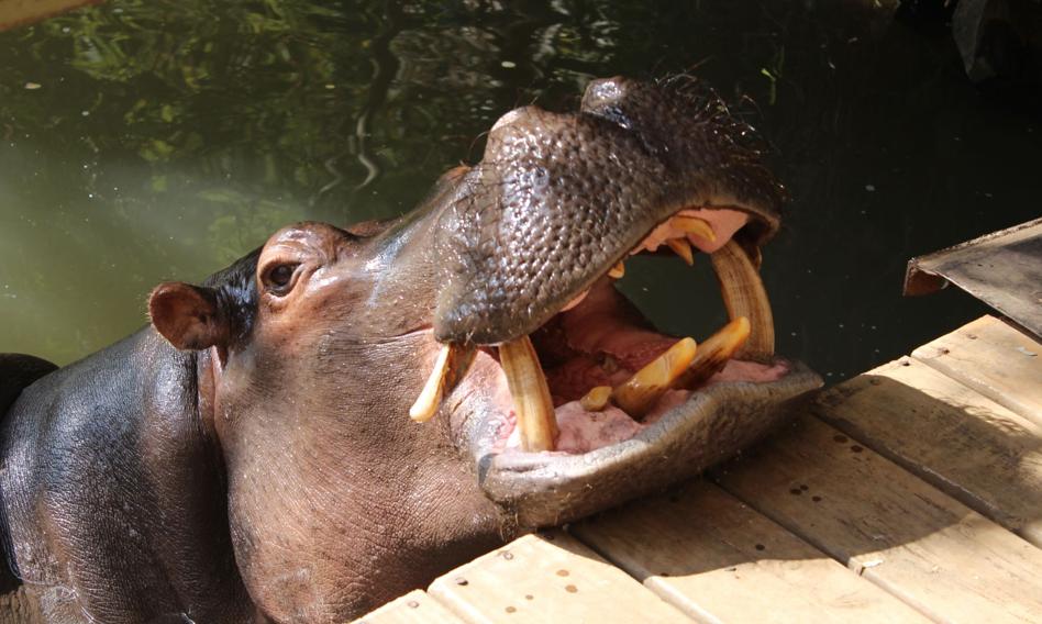 Hipopotamy zagrożone wyginięciem, a kłusownicy pogarszają sprawę. Rośnie handel ich zębami i kłami