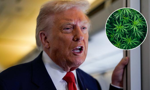 Trump zmienia status marihuany. Koniec z traktowaniem jej jak heroiny