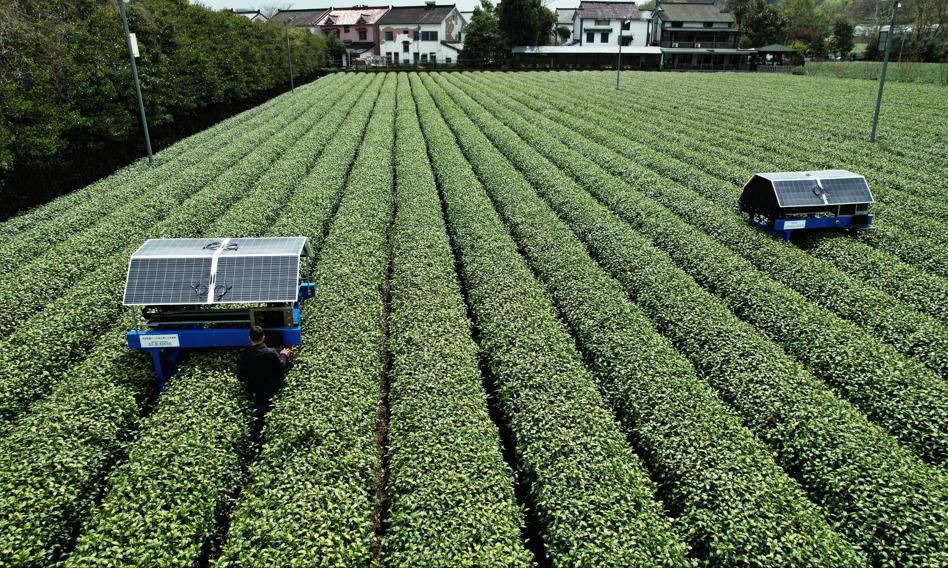 Pierwsze takie zbiory herbaty w Chinach. Tym razem pracują roboty AI