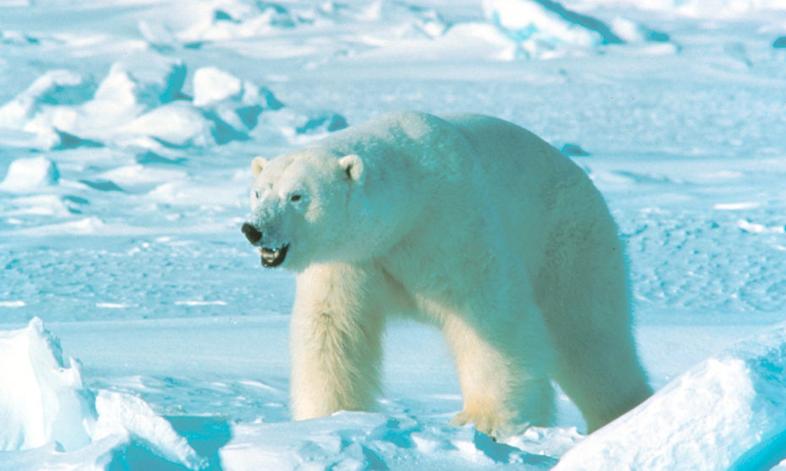 NATO zaniepokojone. Chiny i Rosja rozszerzają współpracę naukową w Arktyce