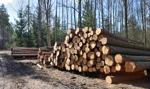 Drewno to już nie drzewo. Sąd Najwyższy orzekł ws. kradzież drewna i nawiązki na rzecz Lasów Państwowych