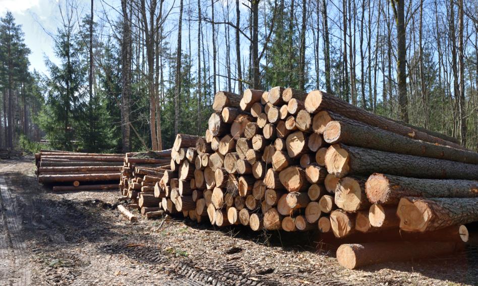 Drewno to już nie drzewo. Sąd Najwyższy orzekł ws. kradzieży drewna i nawiązki na rzecz Lasów Państwowych