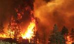 Los Angeles w ogniu. Pożar pochłonął już setki hektarów dzielnicy celebrytów