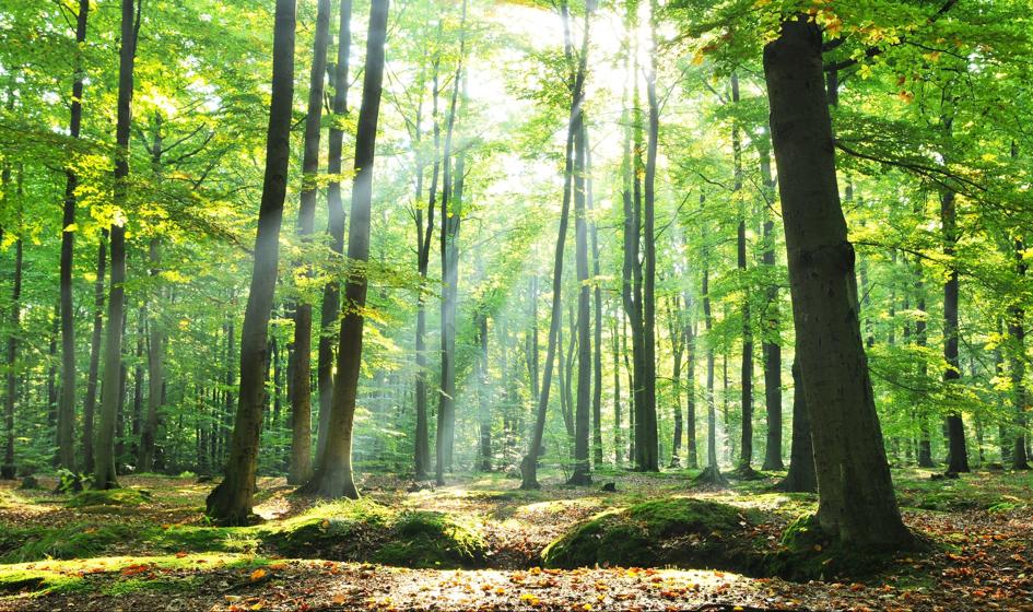 Puszcza Białowieska: ruszyły patrole leśne Greenpeace