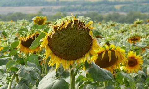 Wojna uderza w Agroton. Olbrzymia strata