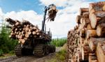 Resort klimatu analizuje możliwość ograniczenia eksportu drewna z Polski