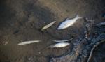 Łódzki Urząd Wojewódzki: śnięte ryby na rzece Ner, zwołano sztab kryzysowy