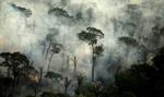 Płuca świata giną w płomieniach. "W rok zniknęło tyle Amazonii co w ciągu 40 lat"