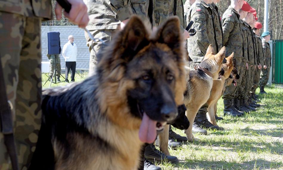 Wyższe stawki żywienia psów i koni w wojsku. Propozycja MON do ustawy o obronie ojczyzny