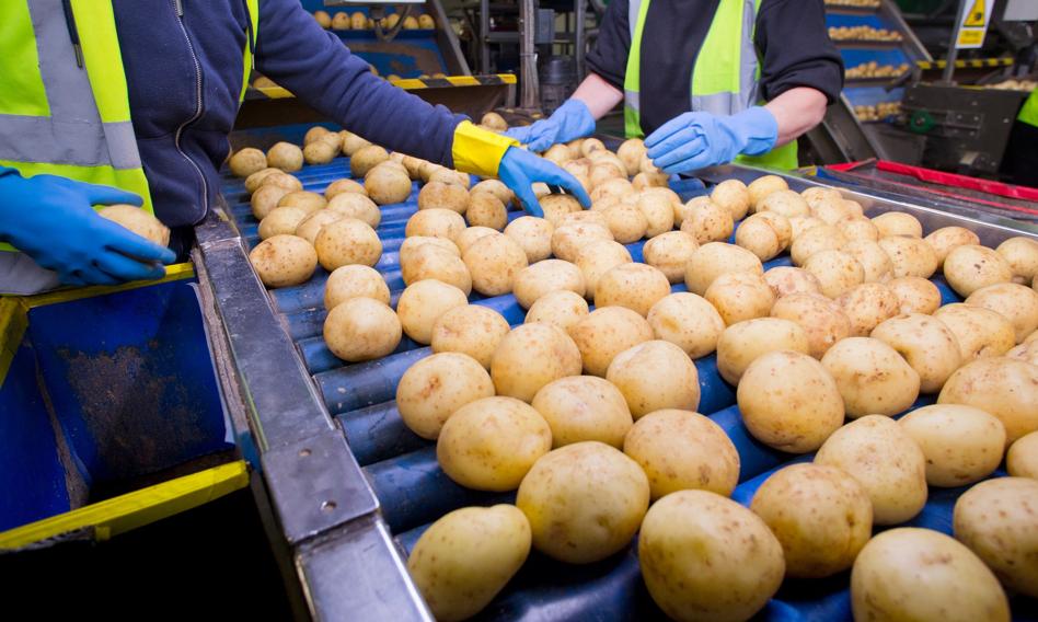 Polska drugim producentem ziemniaków w UE. Wyżej tylko Niemcy