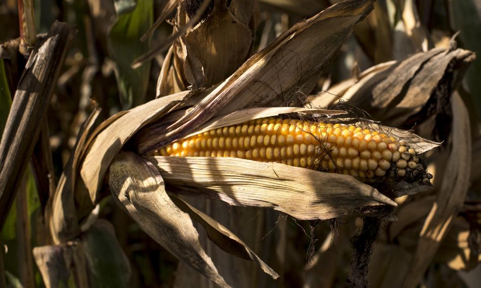Botanika Farm z prospektem zatwierdzonym przez KNF — debiut na GPW za ~15 mln zł