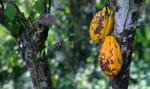 Szalone wzrosty cen kakao. Plantatorzy z Ameryki Łacińskiej postanowili zarobić
