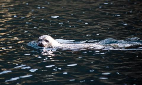 Kanada. Nieoczekiwany sojusz obrońców zwierząt i rybaków przeciw polowaniom na foki