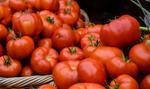 Hiszpania zdetronizowana w eksporcie pomidorów do UE. Zielony Ład odbija się czkawką?