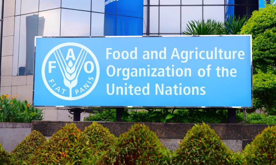 FAO wstrzymała programy żywieniowe po obcięciu amerykańskiego finansowania