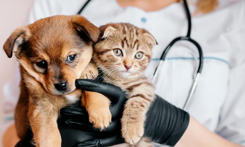 Ubezpieczenie psa i kota – gdzie kupisz i ile kosztuje?