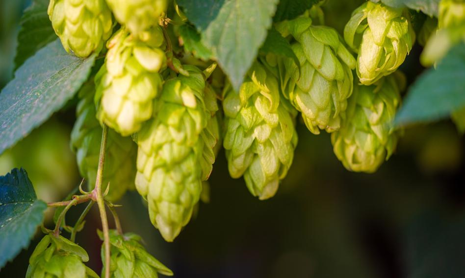  najsłabszą grupą na rynku piwa w Polsce są plantatorzy. Na tle Europy wypadają słabo