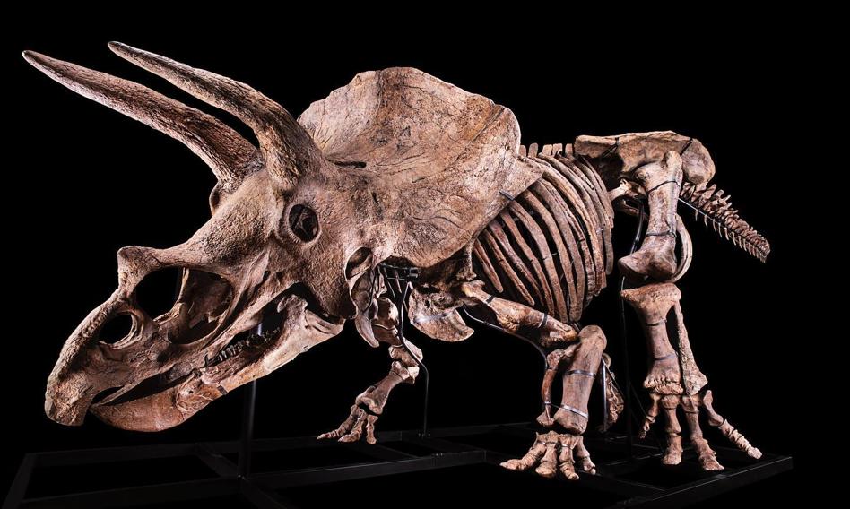 Szkielet największego odkrytego triceraptosa sprzedany za 6,6 mln euro. To europejski rekord
