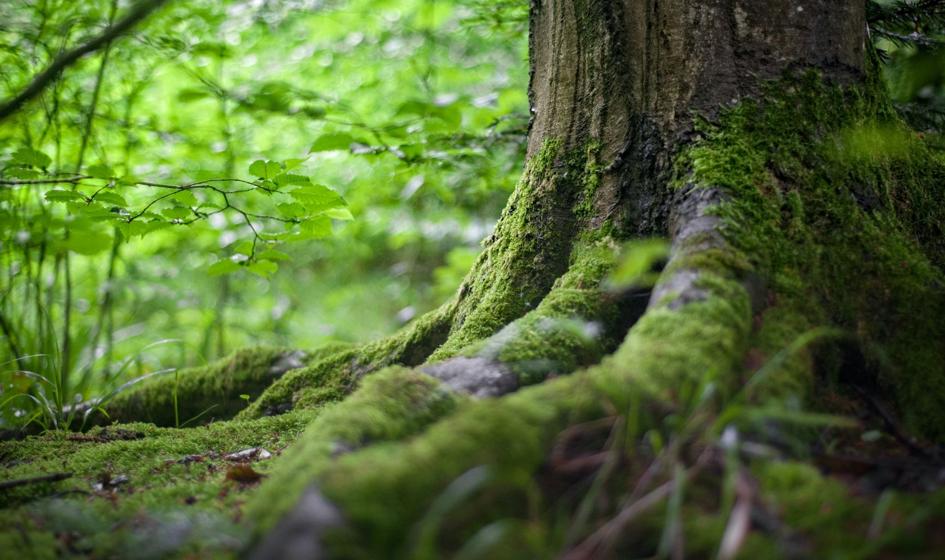 Lasy mają pochłaniać więcej CO2. PE "dokręca śrubę"