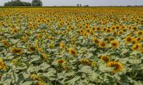 Ukraina ma problem. Kolejny kraj wstrzyma import płodów rolnych